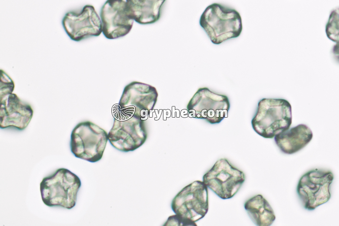 Pollen Aulne x200 - gryphea.com